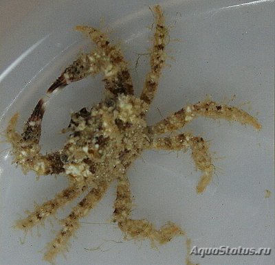 Краб коралловый ( Pi­lodius sp.​ 01 )
