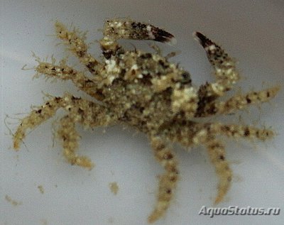 Краб коралловый ( Pi­lodius sp.​ 01 )