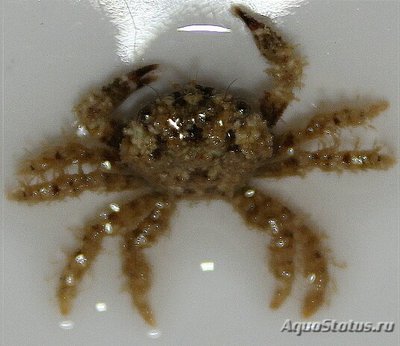 Краб коралловый ( Pi­lodius sp.​ 01 )