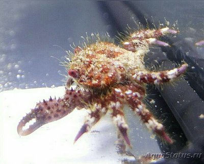 Краб коралловый ( Pi­lodius sp. 03 )