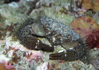 Краб волосатый ( Pi­lodius sp.​ 04 )