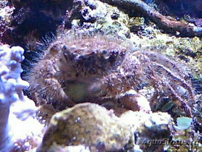 Краб рифовый ( Pilum­nus sp. )