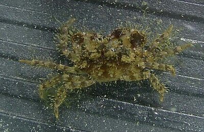 Краб рифовый ( Pilum­nus sp. )
