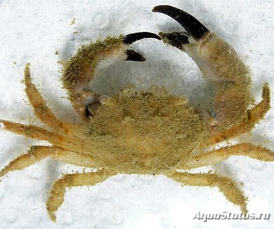 Краб рифовый ( Pilum­nus sp. )