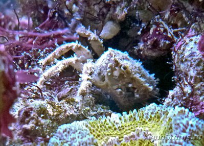 Краб рифовый ( Pilum­nus sp. )