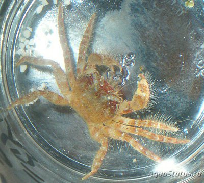 Краб морской ( Pilum­nus sp.​ 01​ )