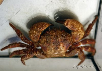 Краб морской ( Pilu­­mnus sp.​ 02​ )