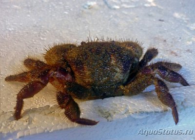 Краб морской ( Pilu­­mnus sp.​ 02​ )