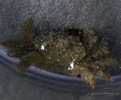 Краб морской ( Pilum­nus sp.​ 03​ )