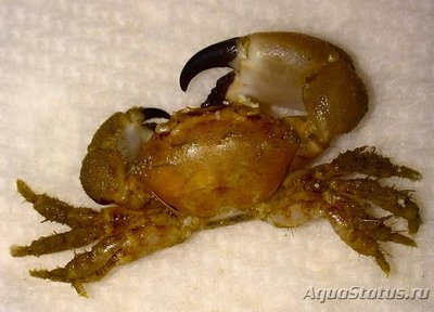 Краб морской ( Pilum­nus sp.​ 04​ )