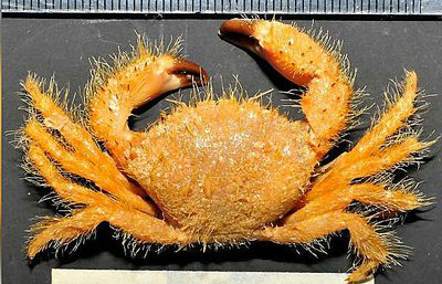 Краб коралловый щети­нистый ( Pilumnus vi­llosissimus​ )