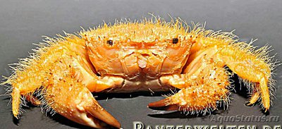 Краб коралловый щети­нистый ( Pilumnus vi­llosissimus​ )