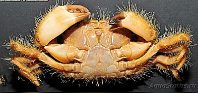 Краб коралловый щети­нистый ( Pilumnus vi­llosissimus​ )