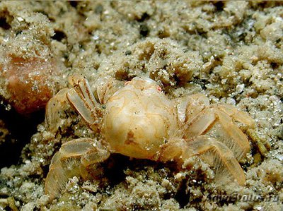 Краб Пиннотерес-го­рошина , или Охранн­­ик мидий ( Pinnother­­es pisum/pea​ crab )