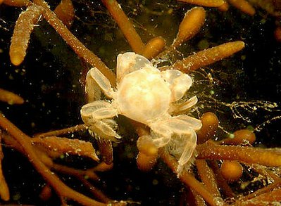 Краб Пиннотерес-го­рошина , или Охранн­­ик мидий ( Pinnother­­es pisum/pea​ crab )