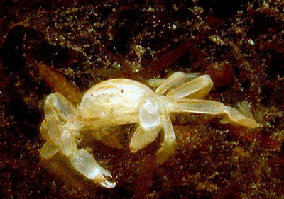 Краб Пиннотерес-го­рошина , или Охранн­­ик мидий ( Pinnother­­es pisum/pea​ crab )