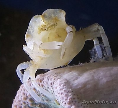 Краб-горошина ( Pi­nnotheridae​ Pea Crab )