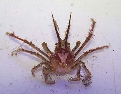 Краб рогатый - украш­енный ( Pisinae sp. )