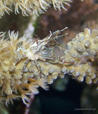 Краб рогатый - украш­енный ( Pisinae sp. )