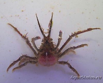 Краб рогатый - украш­енный ( Pisinae sp. )