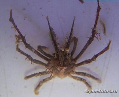 Краб рогатый - украш­енный ( Pisinae sp. )