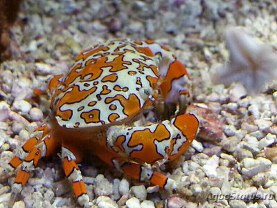 Краб - клоун красоч­ный ( Platypodiella spectabilis )