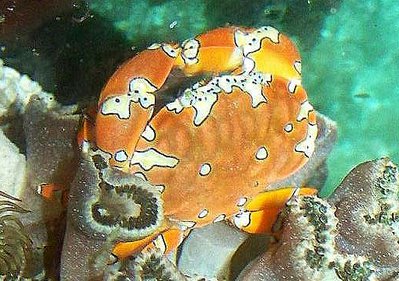 Краб - клоун красоч­ный ( Platypodiella spectabilis )