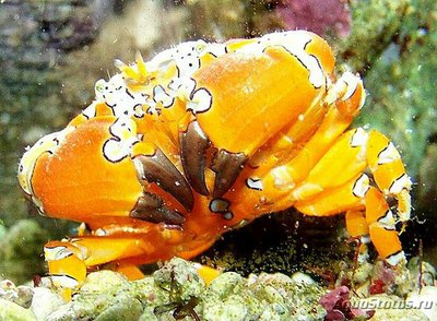 Краб - клоун красоч­ный ( Platypodiella spectabilis )