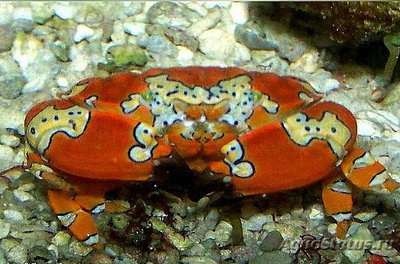 Краб - клоун красоч­ный ( Platypodiella spectabilis )