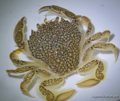 Краб - плавунец (​ Portumnus latipes )