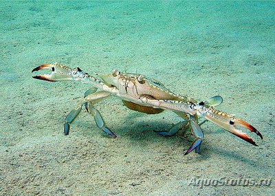 Краб - плавунец ( Portunus pelagicus )