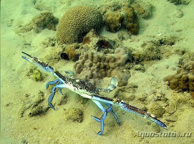 Краб - плавунец ( Portunus pelagicus )