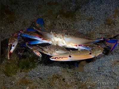 Краб - плавунец ( Portunus pelagicus )