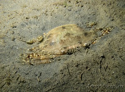 Краб - плавунец ( Portunus pelagicus )