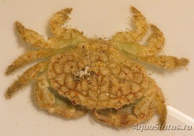 Краб Псевдолиомера специоза ( Pseudolio­mera speciosa )