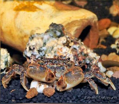 Фото Краб Помпон Ptychognathus hachij­oensis  (photo#130460)