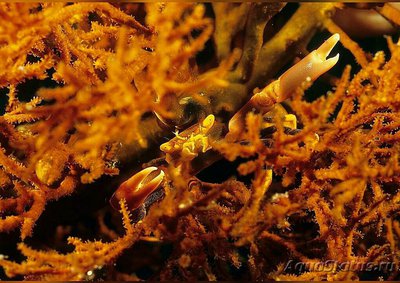 Краб коралловый ( Quadrella coronata )
