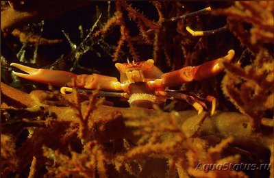 Краб коралловый ( Quadrella coronata )