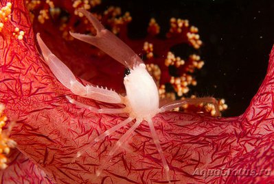 Краб коралловый ( Quadrella coronata )