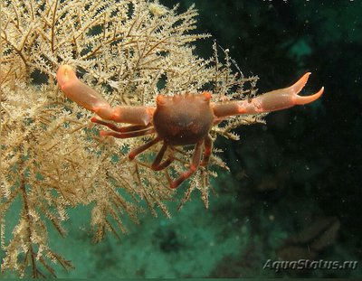 Краб коралловый ( Quadrella coronata )