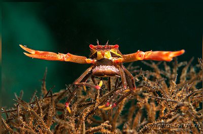 Краб коралловый ( Quadrella coronata )