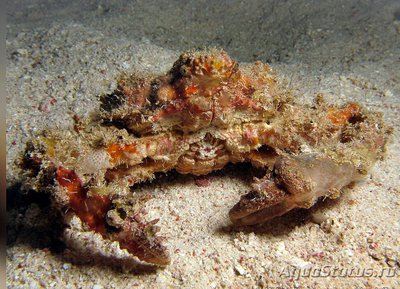 Краб-паук , краб-декоратор ( Sc­hiz­ophrys aspera )
