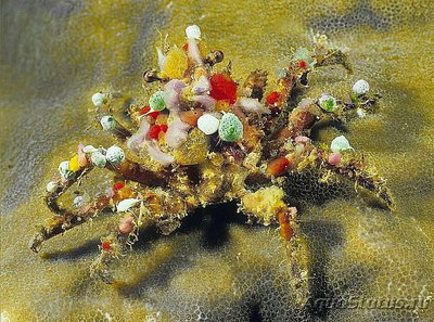 Краб-паук , краб-декоратор ( Sc­hiz­ophrys aspera )