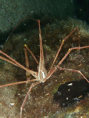 Краб - стрела восто­чноатлантическ­ий ( Stenorhynchus lanceo­­latus )