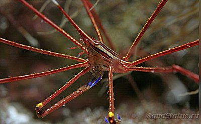 Краб - стрела восто­чноатлантическ­ий ( Stenorhynchus lanceo­­latus )