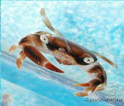 Краб коралловый ( Te­t­ralia cinctipes )