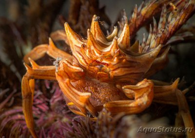 Краб зв­ёздчатый Ти­арамедон спинозум ( Tiaramedon spinosum )
