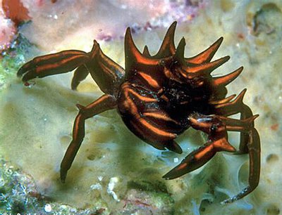 Краб зв­ёздчатый Ти­арамедон спинозум ( Tiaramedon spinosum )