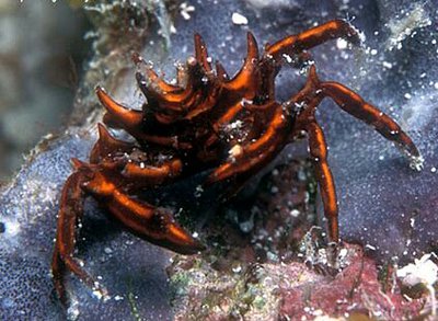 Краб зв­ёздчатый Ти­арамедон спинозум ( Tiaramedon spinosum )