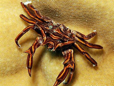 Краб зв­ёздчатый Ти­арамедон спинозум ( Tiaramedon spinosum )